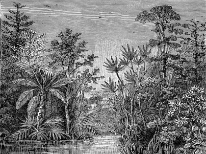 TROPICAL RIVER NERO