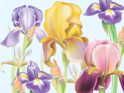 IRIS AZZURRO