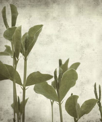 OLD PICTURE PEAS  VERDE