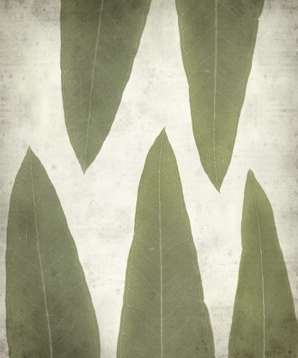 OLD PICTURE FOGLIE VERDE