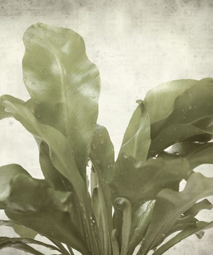 OLD PICTURE BOQUET VERDE