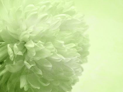 PON PON VERDE