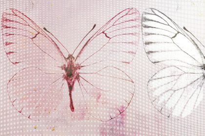 BUTTERFLY DREAM ROSA