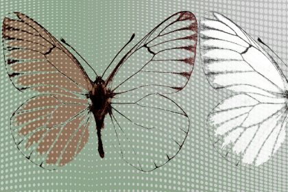 BUTTERFLY DREAM VERDE