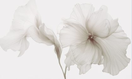 FLUTTERING BIANCO