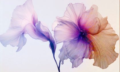 FLUTTERING ROSA