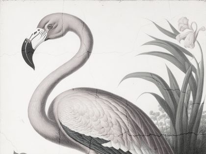 EXOTICA BIANCO