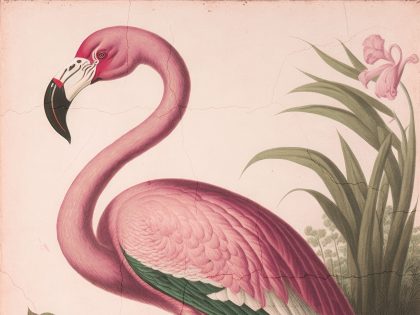 EXOTICA ROSA