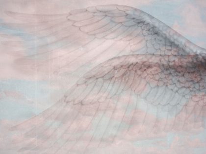 WINGS ROSA
