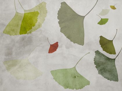 GINKGO SOFT VERDE