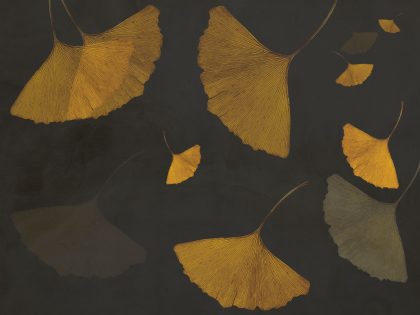 GINKGO SOFT GIALLO