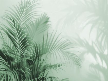 SERENITY VERDE